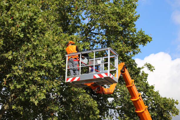 Best Hedge Trimming  in Rocky Point, NY