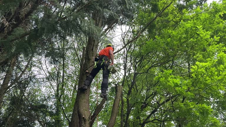 How Our Tree Care Process Works  in  Rocky Point, NY